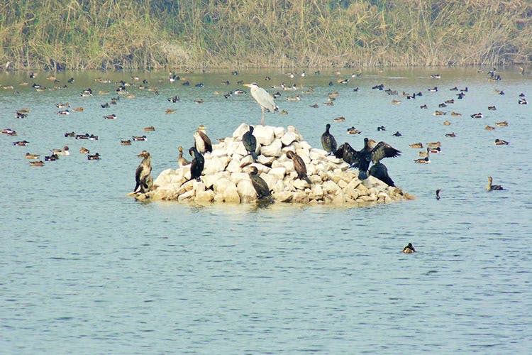 Yamuna Biodiversity Park